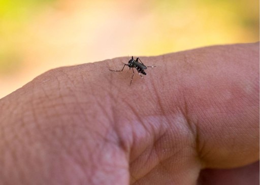 HEF - Hospital Estadual de Formosa | Dengue