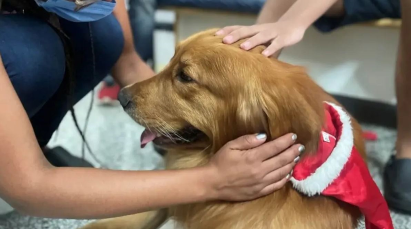 Terapia assistida com animais