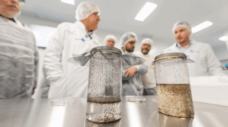 Tecnologia Wolbachia no Brasil para controle da dengue e arboviroses.